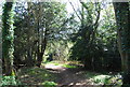 Greensand Way, Limpsfield Common