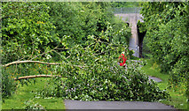 J3773 : Fallen trees, Belfast by Albert Bridge