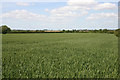 Wheat field near Mundon