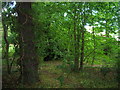 Woodland beside Cantley Lane, Doncaster