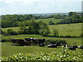 Cattle and meadow land towards Cowley