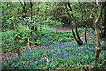 TQ8331 : Bluebells in the wood by N Chadwick