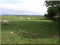 Field with sheep, on Tawna Downs