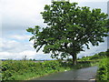 Frankley Lane, Frankley. Bartley Reservoir in  Distance