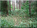 East Suffolk line through Waveney Forest - towards St Olaves