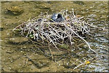 SK2168 : Coot's nest by Gerald England