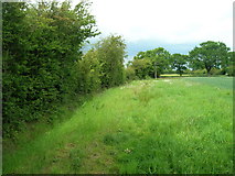 SE6612 : Hedgerow and field near Ashfields by JThomas