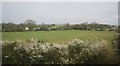 Farmland in the Low Weald near East End