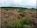 Oil seed rape on pile of manure