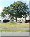 Oak tree dominates eastern end of College Road, Penygarn, Pontypool