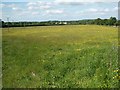 Grassland (with buttercups), near Holnest