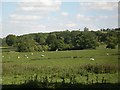 Pasture land near Glanvilles Wootton