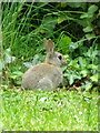 Rabbit (Oryctolagus cuniculus), White Mill