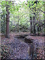 The Kyd Brook - Main Branch, in Roundabout Wood (5)