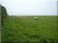 ST6303 : Sheep pasture on Gore Hill (co-ordinated grazing) by Keith Salvesen
