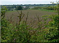 Farmland near Whetstone Gorse