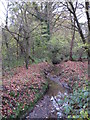 The Kyd Brook - Main Branch, in Clay Wood (4)