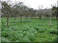 Orchard, Barrington Court gardens