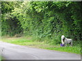 Tethered pony, Plaitford