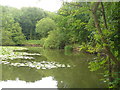 Ashtead Park Pond