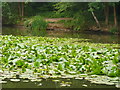 Lily Pond in Ashtead Park