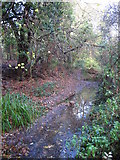 TQ4466 : The Kyd Brook - East Branch, on Gumping Common (9) by Mike Quinn