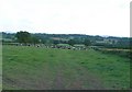 Cattle at Brunsell Knap farm