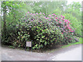 Rhododendrons  at side of path to lake