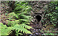 Culvert, Crawfordsburn Country Park (2)