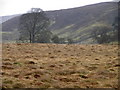 Rough grassland near Kildale