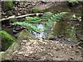 Fern by the stream