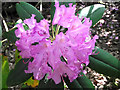 SJ9059 : Rhododendron flowers by Jonathan Kington