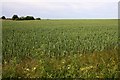 Field of cereals by Church Road