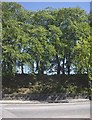 Trees around southern periphery of Rubislaw Quarry