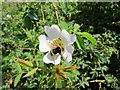 TR0959 : Bee on Rosa canina near Bossenden Woods by Oast House Archive