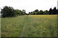 Footpath through patch of yellow flowers