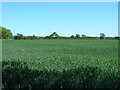 Farmland off Amotherby Lane