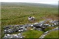 SX5686 : Ponies at Green Tor by Graham Horn