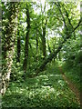 Hillside woodland path