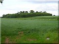 Ranksborough Gorse