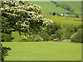 Hawthorn in blossom, and tractor