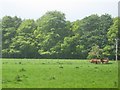 Cattle grazing near at Buchany in Stirlingshire