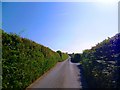 Lane outside Thurlestone