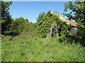 Overgrown shed, Aughnahoy