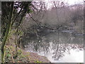 Pond in Darrick Wood