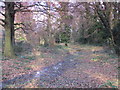 Minor tributary of the Kyd Brook, Darrick Wood (8)