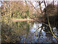 Pond in Darrick Wood (2)