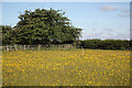 Dandelion meadow