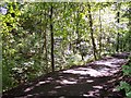 The path through Borsdane wood