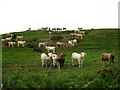 Cattle at Muiryfold